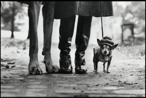 DOG DOGS Elliott Erwitt En collaboration avec Magnum Photos - Agrandir l'image, .JPG 64Ko (fenêtre modale)